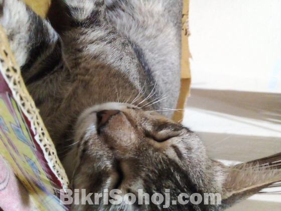 For adoption. Male adult cat